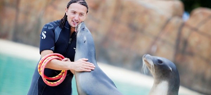 Photo of a keeper and a sea lion at Blackpool Zoo.