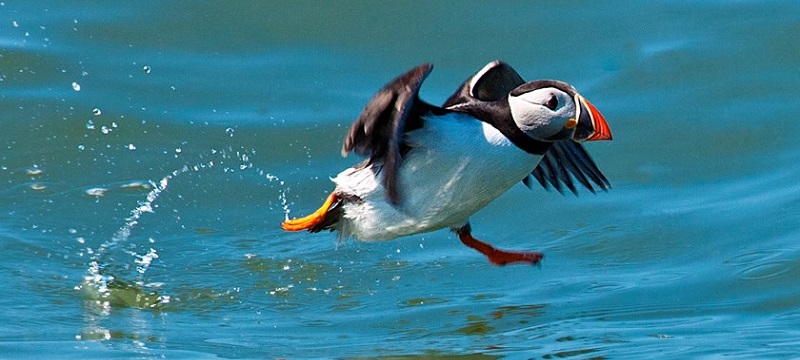Photo of a puffin.