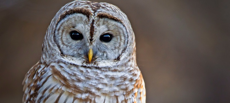Photo of an owl.