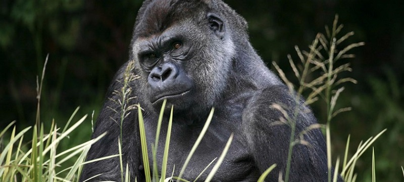 Photo of a gorilla at London Zoo.