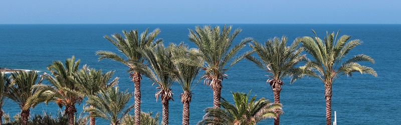 Photo of palm trees in Cyprus.