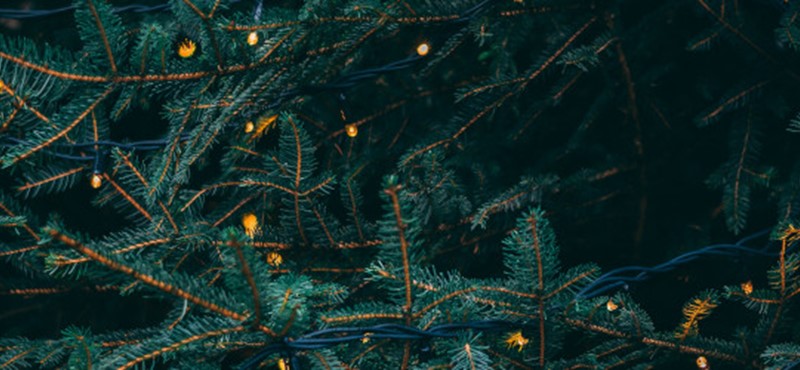 Close-up photo of a Christmas tree, showing pine needles and fairy lights.