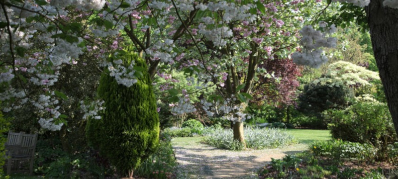 Photo of cherry blossom at Barnsdale Gardens.