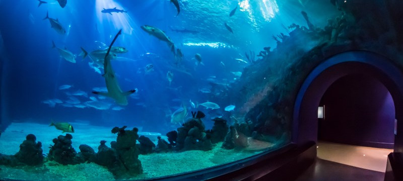 Photo of sharks and fish swimming at The Deep in Hull.