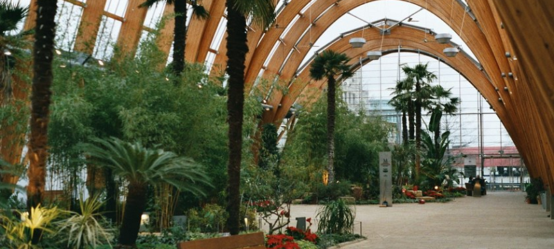 Photo of the interior of the glasshouse at Sheffield Winter Garden, showing tropical plants.
