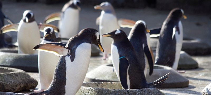 Image of penguins at Edinburgh Zoo