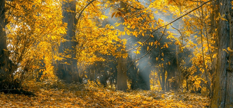 A picture of a forrest of trees with orange and yellow autumn leaves