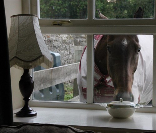 A photo of a horse looking through a window into the cottage. 