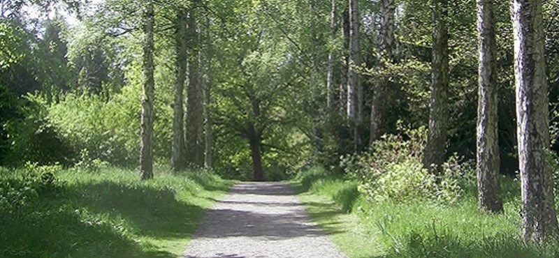 Photo of a forest walk.