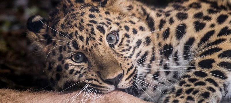 Image of a leopard cub staring at the camera.