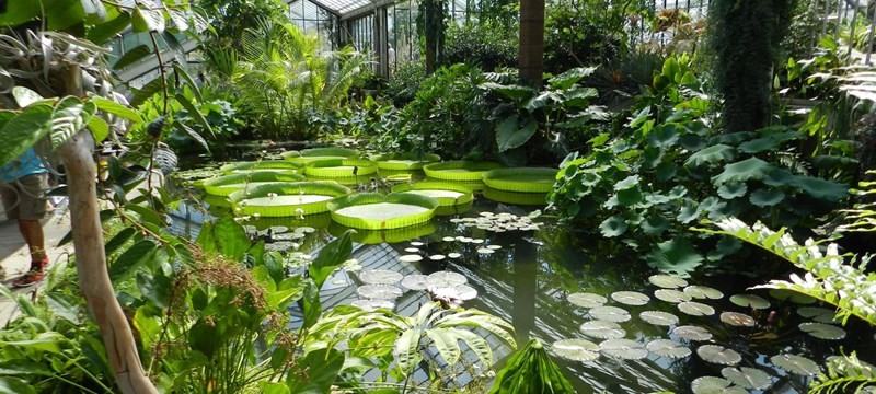 Kew Gardens pond.