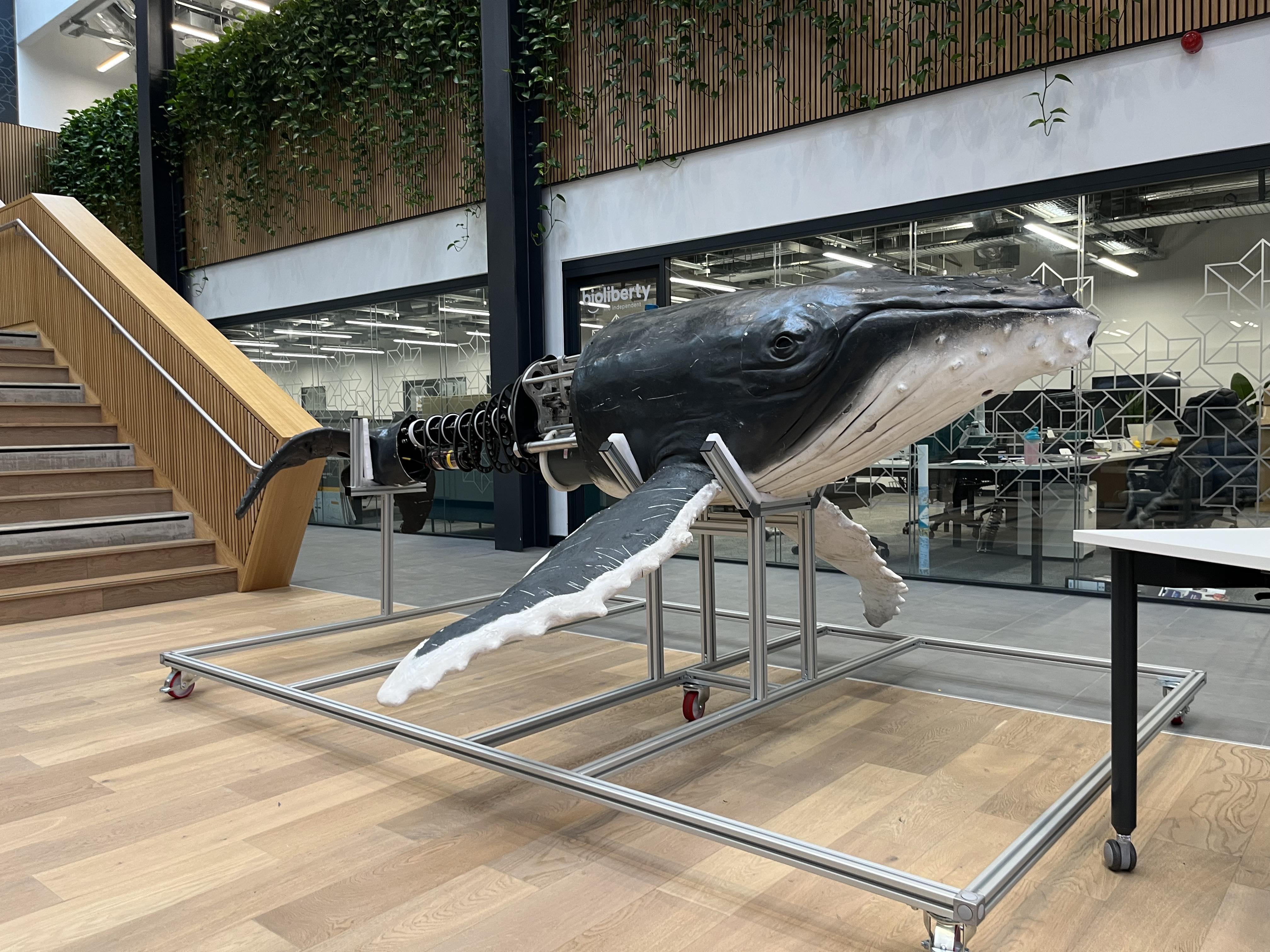 A photo of a robot whale which was used in the BBC programme Spy in the Ocean