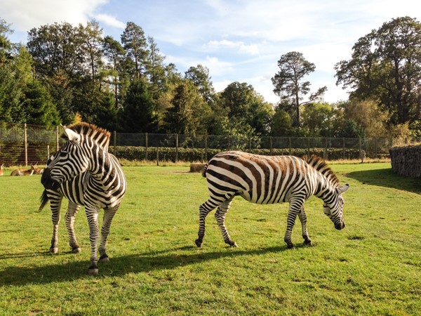 Picture of Blair Drummond Safari Park - Zebra