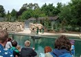 Picture of Dublin Zoo - Sea lion feeding and talk