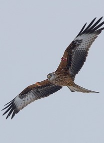 Argaty Red Kite Project