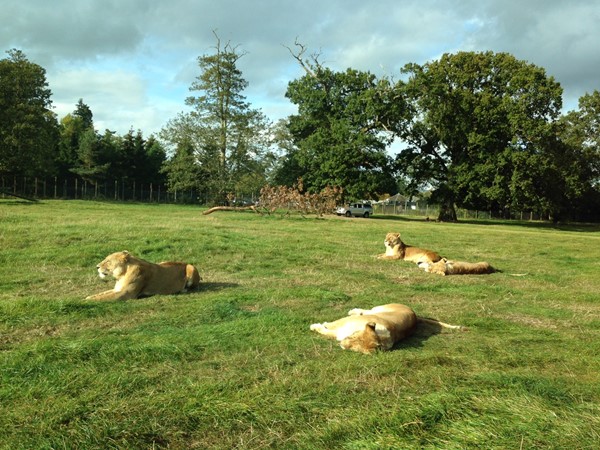 Picture of Blair Drummond Safari Park - Lions