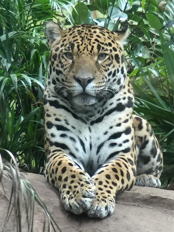 Jaguar up close