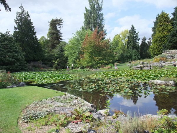 A photo of a pond in the gardens