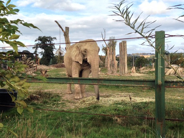 Picture of Blair Drummond Safari park - Elephant