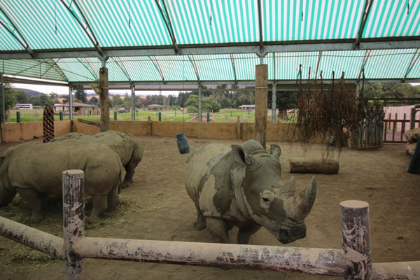 Inside the rhino house with three rhinos