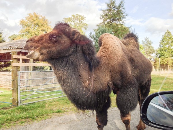 Picture of Blair Drummond Safari Park - Camel