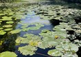 Picture of Water Lillies