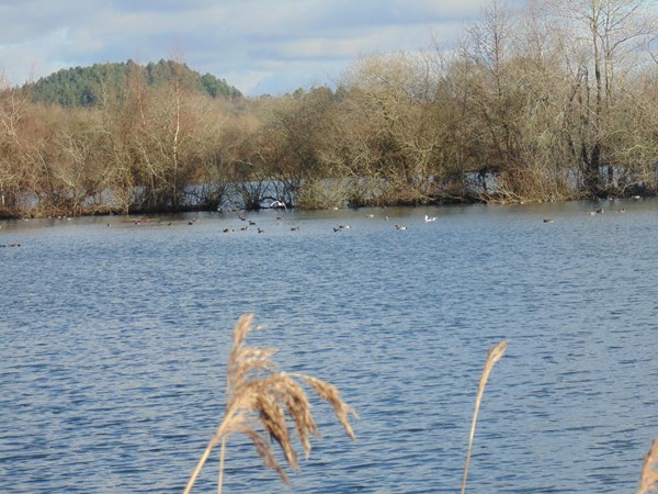 Picture of Blashford Lakes - Lake the birds