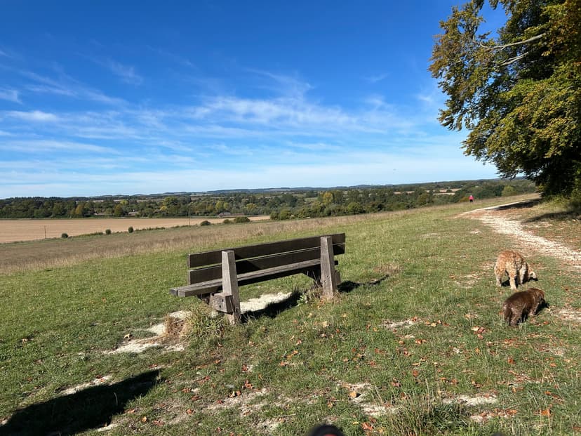 Seating along the walk at Bury Hill Nature Reserve with a bench in the centre of the picture