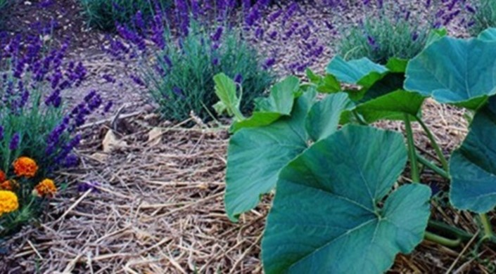 Amazing secret and not-so-secret gardens