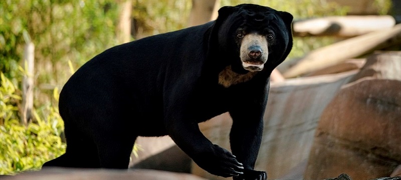 Photo of a sun bear.