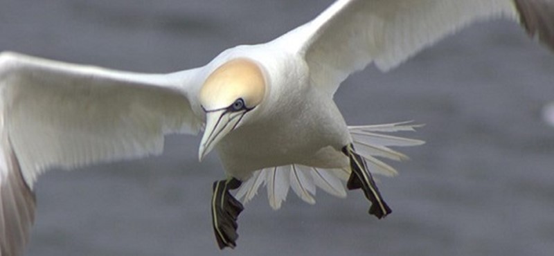 Photo of a seabird. 