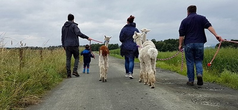 Photo of The Alpaca Trekking Experience.