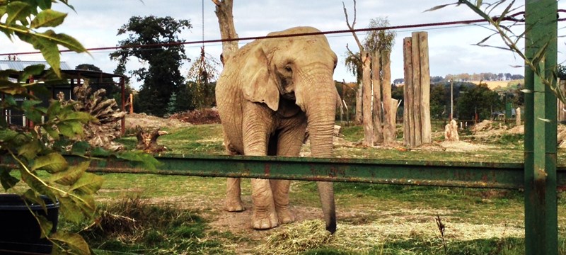 Photo of Blair Drummond Safari Park.