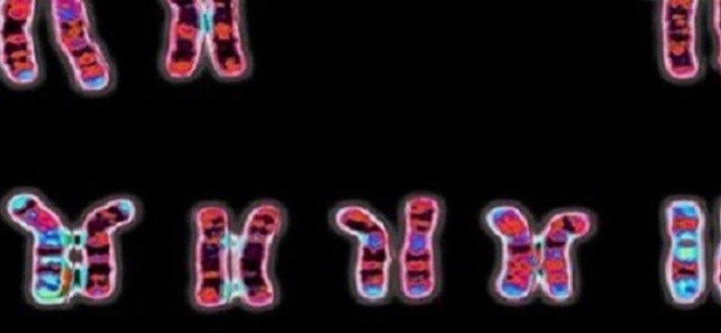 Photo of Wellcome Collection event poster showing chromosomes.