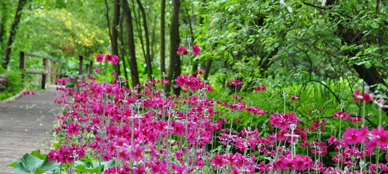 Photo of flowers.