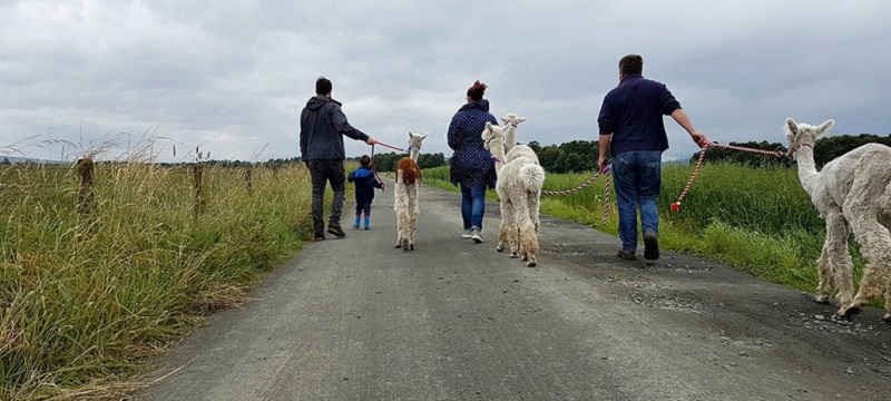 Photo of The Alpaca Trekking Experience.