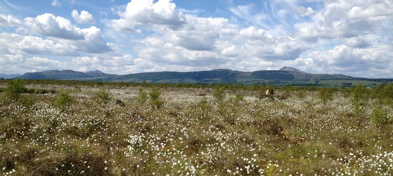 Photo of Flanders Moss.