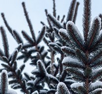 What's on in December 2017