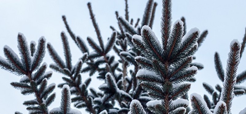 Photo of a pine tree.