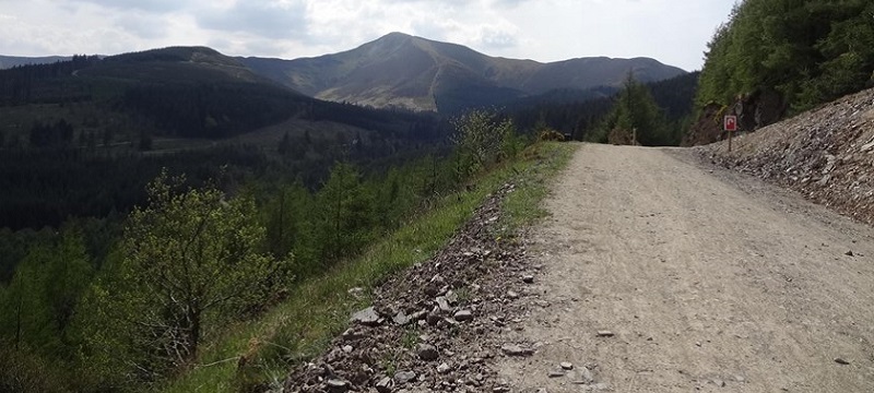 Photo of a trail at Whinlatter Forest Park.