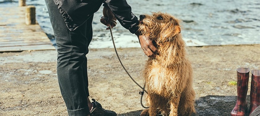 Photo of a dog on the beach.