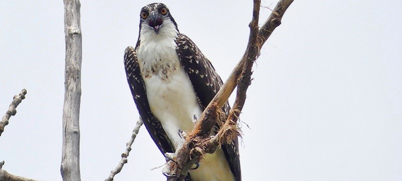 Photo of an osprey.