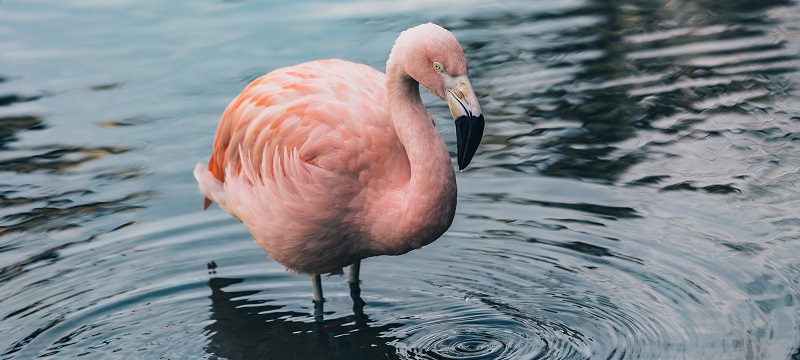 Photo of a flamingo.