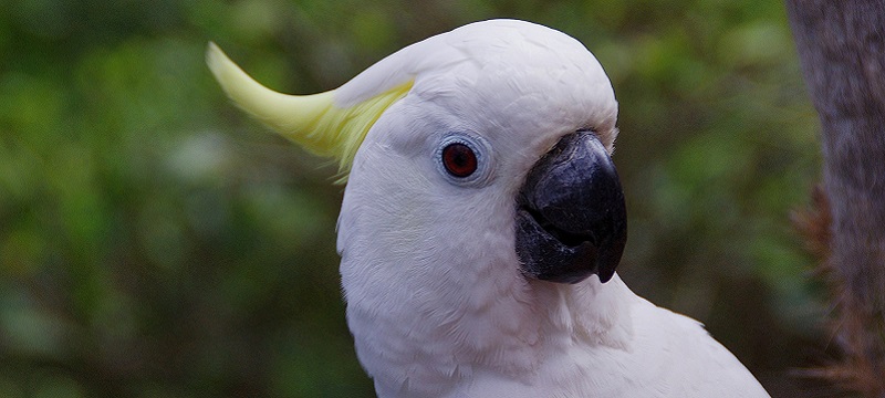 Photo of a parrot.