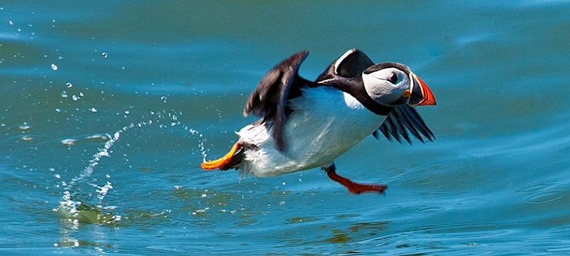 Photo of a puffin.