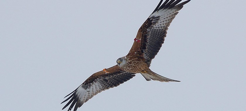 Photo of a red kite.