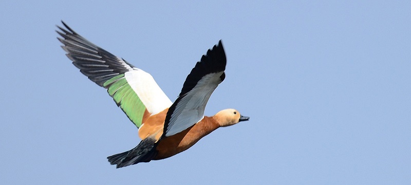 Photo of a shelduck.