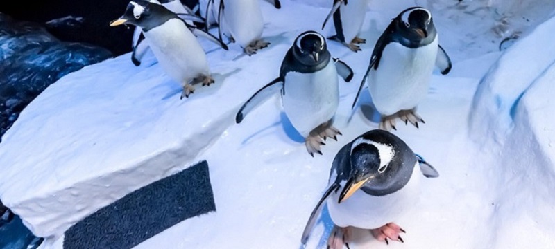 Photo of penguins at The Deep.