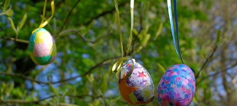 Photo of eggs hanging off a tree.