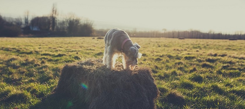 Photo of a dog in a field in Maidstone.